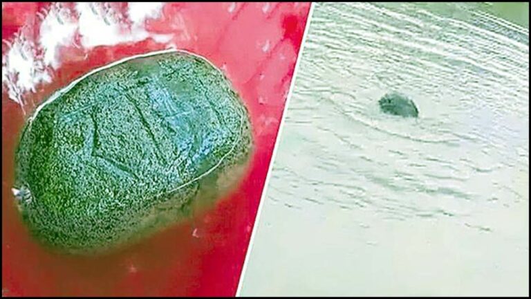Floating Stone: తేలియాడే ‘రామసేతు’ రాయి.. వీడియో వైరల్