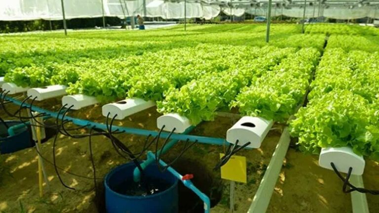 Israel Agriculture Techniques : ప్రపంచానికే ఆదర్శంగా ఇజ్రాయిల్‌.. వ్యవసాయ పద్ధతులు అద్భుతం