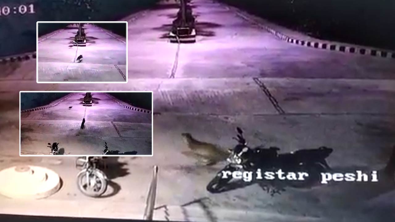 Leopard : ఎస్వీ వెటర్నరీ వర్సిటీలో చిరుత కలకలం.. విద్యార్థుల్లో టెన్షన్‌..