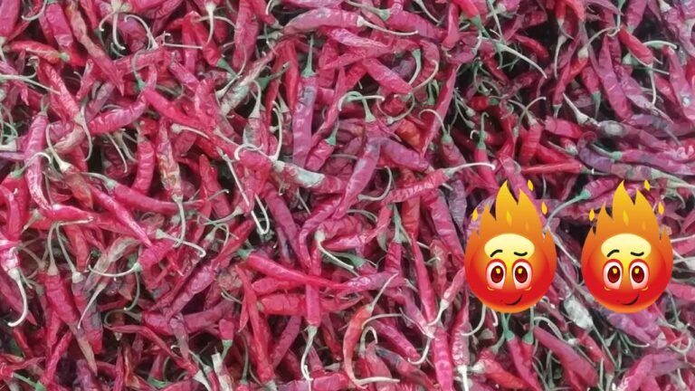 Red Chilli Price: మిర్చి.. ఇది చాలా రేటు గురూ.. ఆల్‌ టైం రికార్డ్‌