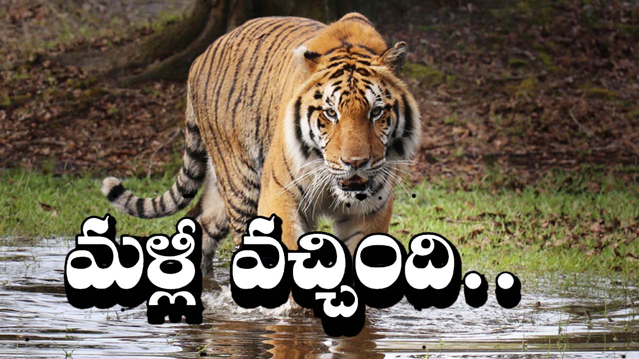 Tiger Wandering: కోటపల్లి అడవుల్లో మరోసారి పులి అలజడి.. పశువులపై దాడి