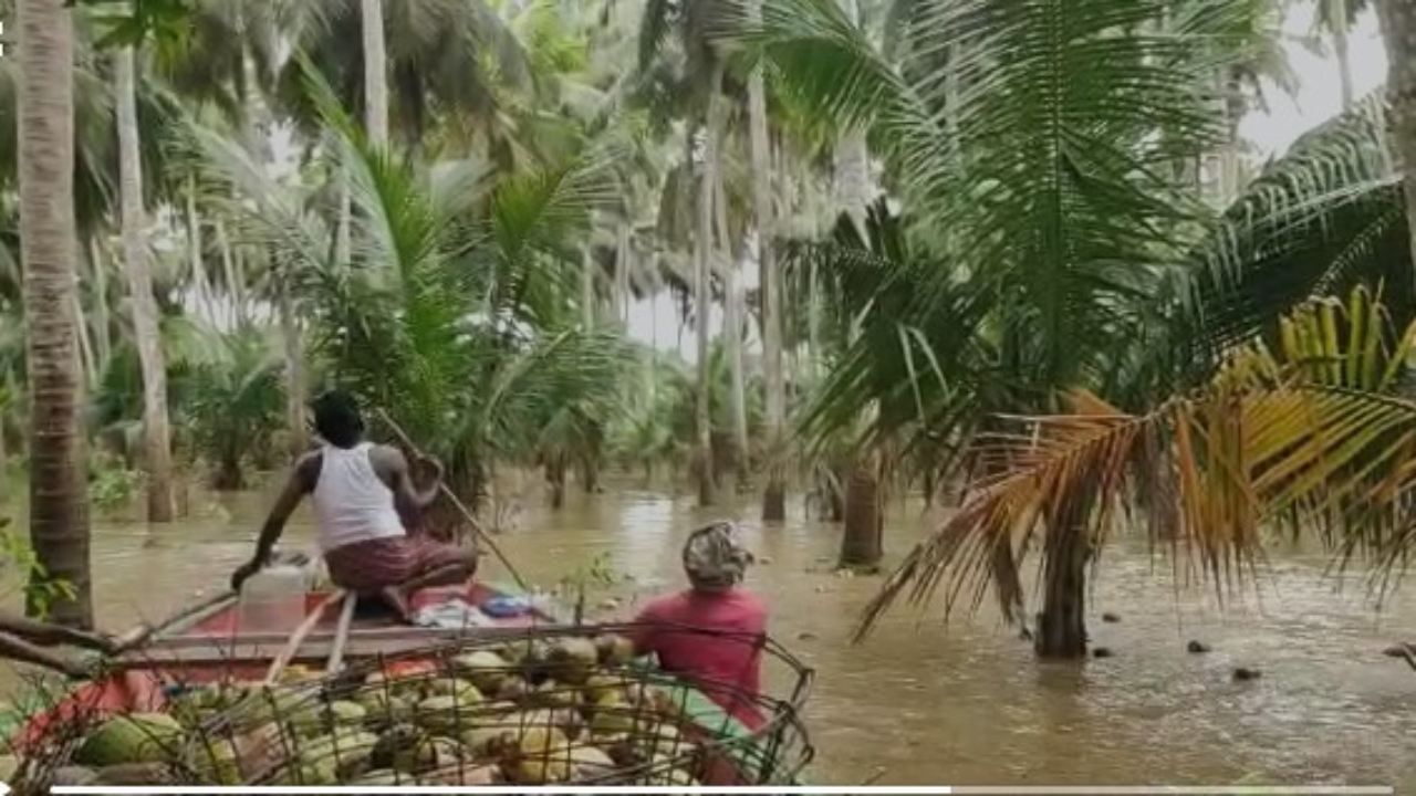Coconut Problems: కొబ్బరికి వరద బాధలు.. రైతుల అష్టకష్టాలు