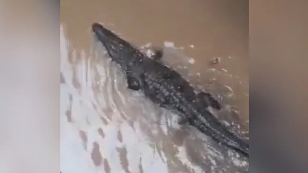 Crocodile
