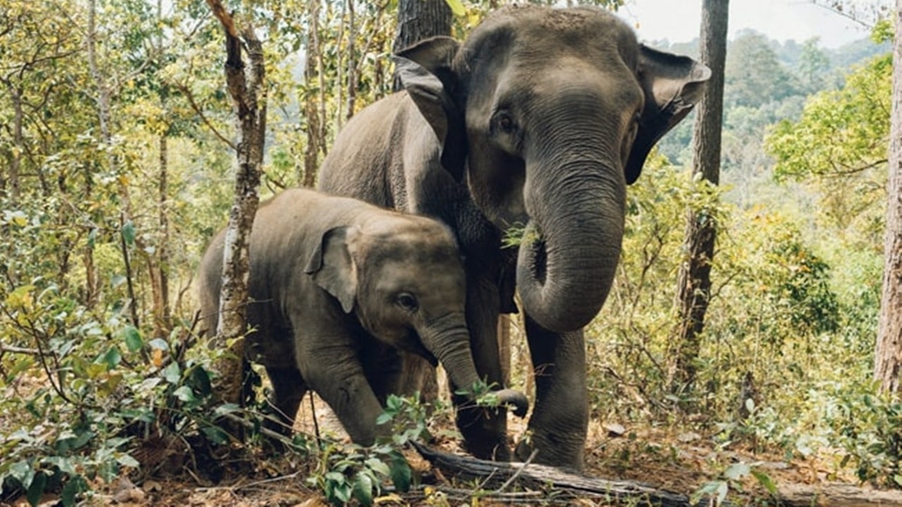 Elephant Attack: ఏనుగు దాడిలో చిన్నారితో సహా ముగ్గురు మృతి