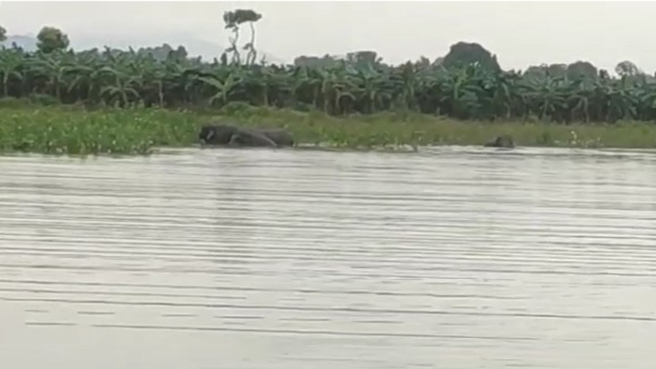 Elephants Hulchul: ఆ గ్రామంపై గజరాజుల బీభత్సం… తాపీగా జలకాలాట