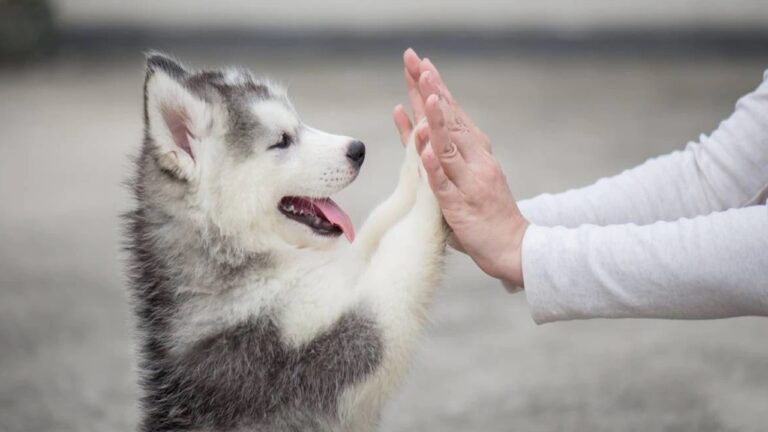 International Dogs Day: ప్రతి కుక్కకు ఓ రోజు.. ఆ రోజు ఈ రోజే..!!