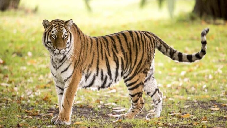 Leopard Wandering: కుప్పంలో చిరుత కలకలం.. ఆలయంలో పులి పాదాల గుర్తు