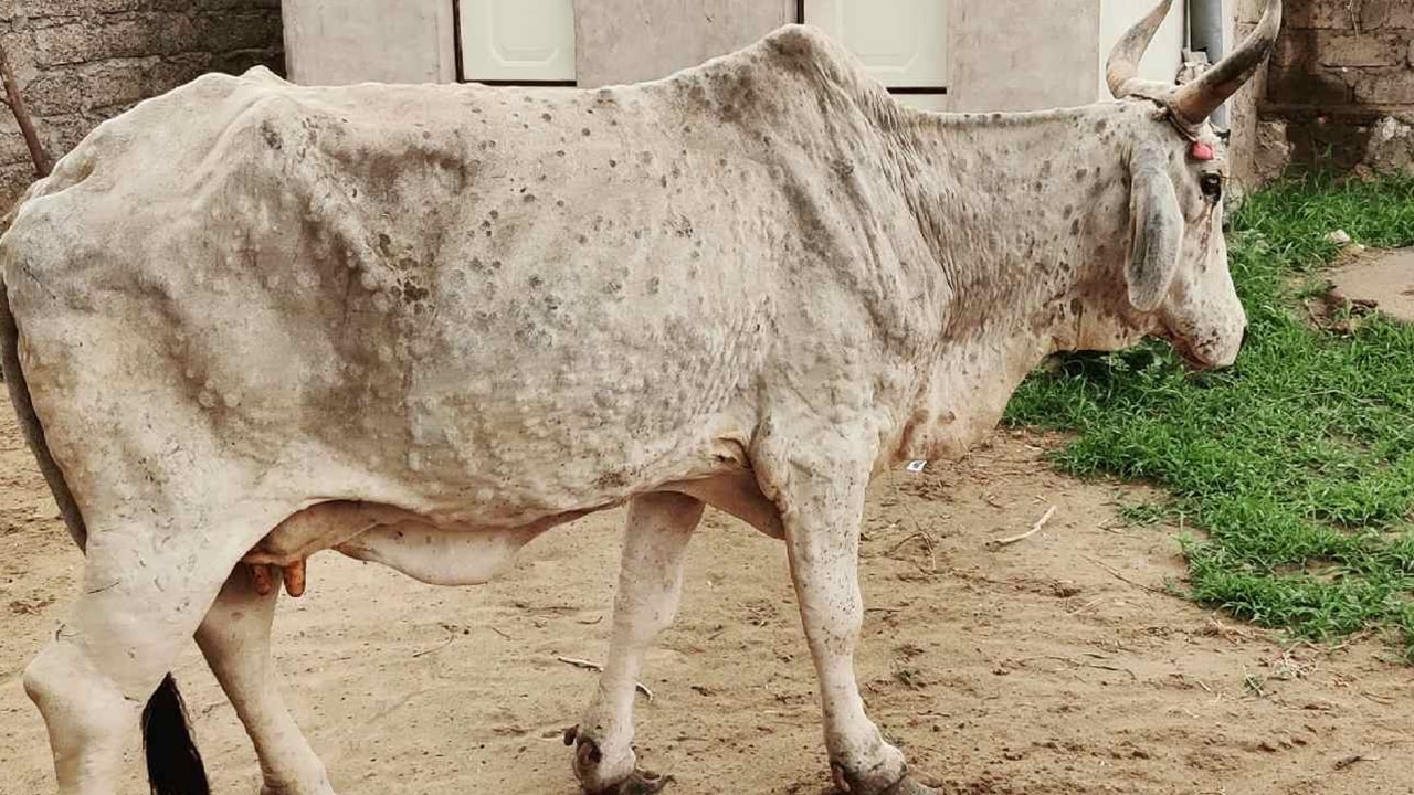 Lumpi Skin Disease: గుజరాత్‌లోని 17 జిల్లాలకు లంపి చర్మ వ్యాధి.. 1,200 పశువులు మృతి