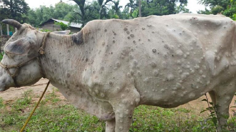 lumpy Skin Disease: లంపీ స్కిన్ వ్యాధిని మహమ్మారిగా ప్రకటించాలి.. సీఎం అశోక్ గెహ్లాట్ డిమాండ్
