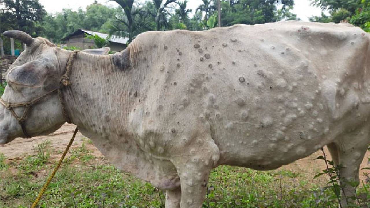 lumpy Skin Disease: లంపీ స్కిన్ వ్యాధిని మహమ్మారిగా ప్రకటించాలి.. సీఎం అశోక్ గెహ్లాట్ డిమాండ్