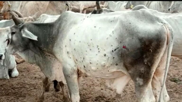 Lumpy skin Disease: రాజస్థాన్ లో ప్రబలుతున్న లంపీ స్కిన్ వ్యాధి..90 వేలకు పైగా పశువులకు సోకిన వ్యాధి