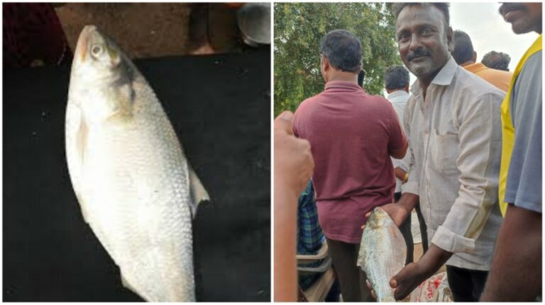 Heavy Demand For Pulasa Fish: యానాంలో ఆ పులస చేపకు యమా డిమాండ్