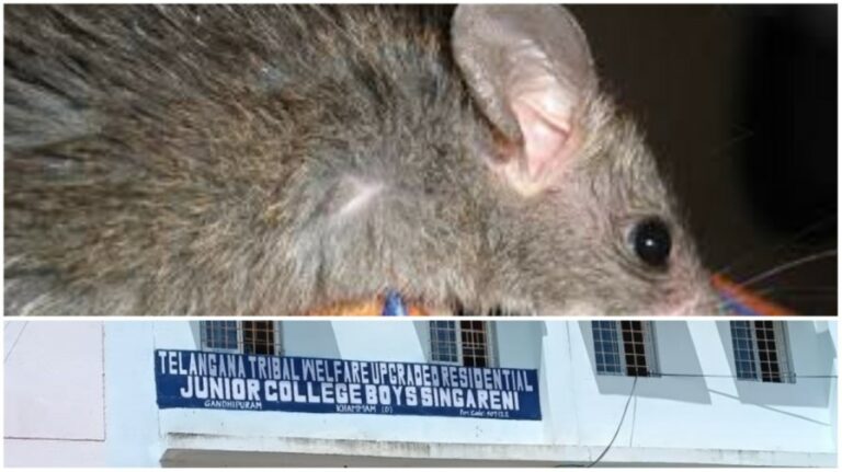 Rats Bites Students: అక్కడ ఎలుకలతో విద్యార్ధుల ఇక్కట్లు.. పట్టని అధికారులు