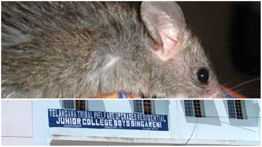 Rats Bites Students: అక్కడ ఎలుకలతో విద్యార్ధుల ఇక్కట్లు.. పట్టని అధికారులు