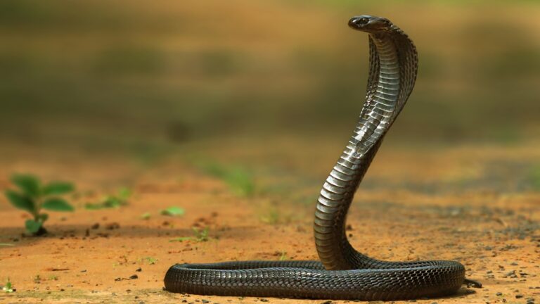 Shocking Video: పాముపై కాలేసిన బాలుడు.. తర్వాత ఏం జరిగిందంటే..?