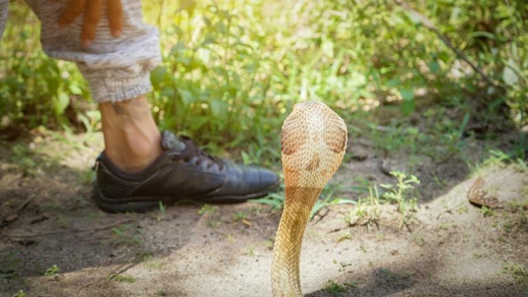 Snake Bite: పాము కాటుతో మరణించిన అన్న… అంత్యక్రియలకు వచ్చిన తమ్ముడు కూడా పాము కాటుకే