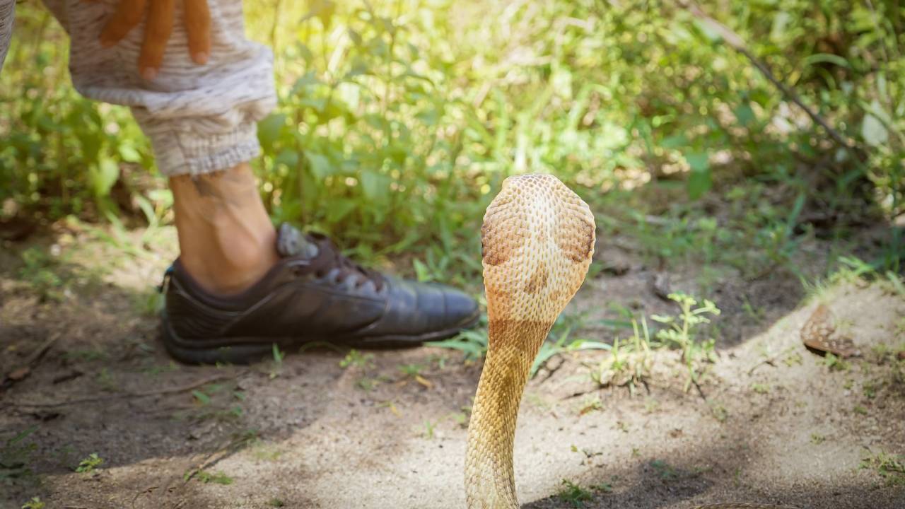 Snake Bite: పాము కాటుతో మరణించిన అన్న… అంత్యక్రియలకు వచ్చిన తమ్ముడు కూడా పాము కాటుకే