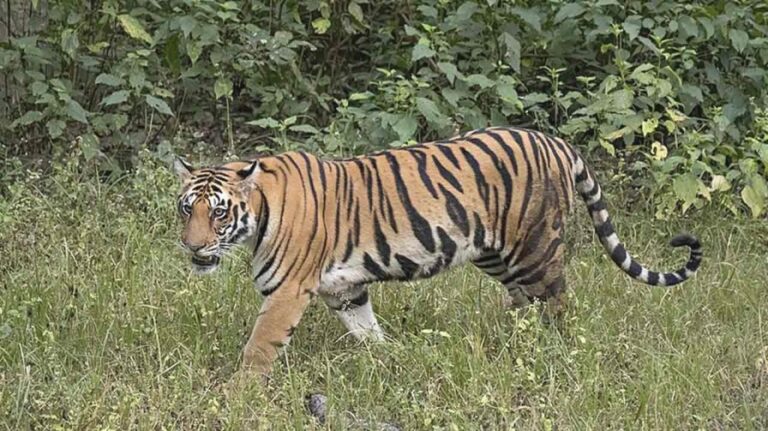 Tiger Fear: బాబోయ్ పులి.. కంటిమీద కునుకులేని జనం