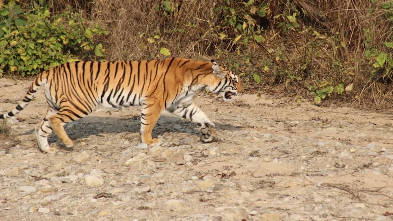Tiger Fear: బొబ్బిలిలో పులి సంచారం.. కంటిమీద కునుకులేని జనం