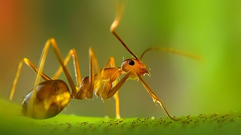 Yellow Crazy Ants: ఆ రాష్ట్రంలో చీమల దండయాత్ర.. ఖాళీ అవుతున్న గ్రామాలు