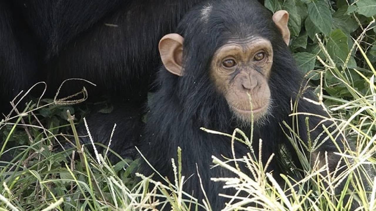 Chimpanzees Kidnapped: చింపాంజీల కిడ్నాప్.. ఎందుకో తెలిస్తే మీరు షాక్