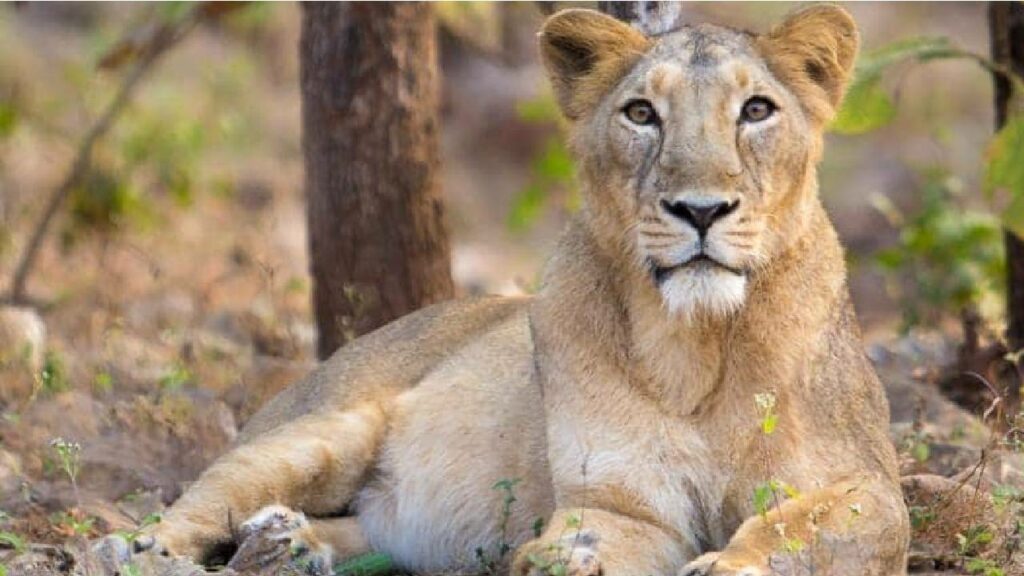 Lioness Kills 15 Year Old Boy