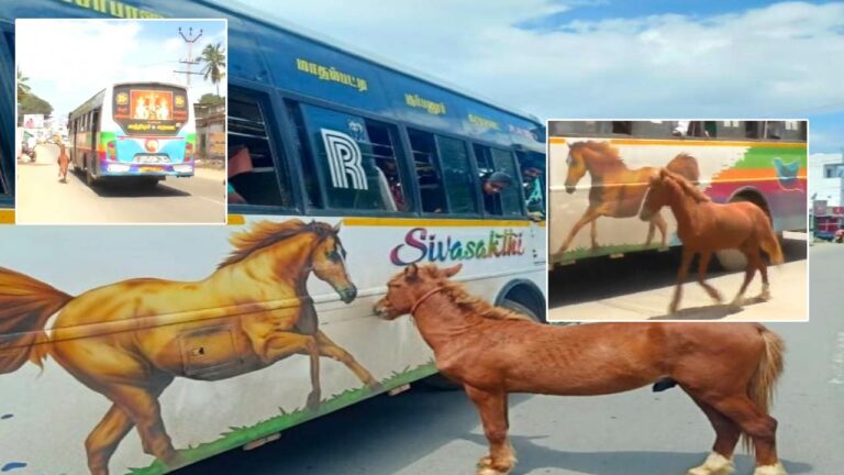 Little Horse Run For Mother Horse : తప్పిపోయిన పిల్ల గుర్రం.. తల్లి కోసం ఆరాటం..