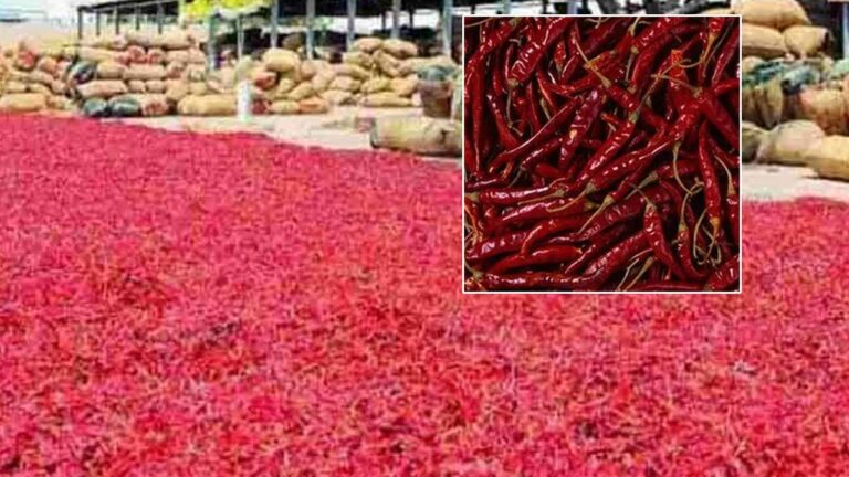 Mirchi Price: కొత్త రికార్డు సృష్టించిన మిర్చి ధర.. క్వింటాల్ మిర్చి ధర 90 వేలు..