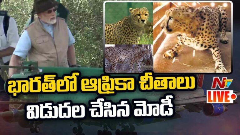 Modi Live: ఆఫ్రికా చీతాలను భారత్ లో విడుదల చేసిన మోడీ | PM Modi releases 8 Cheetahs
