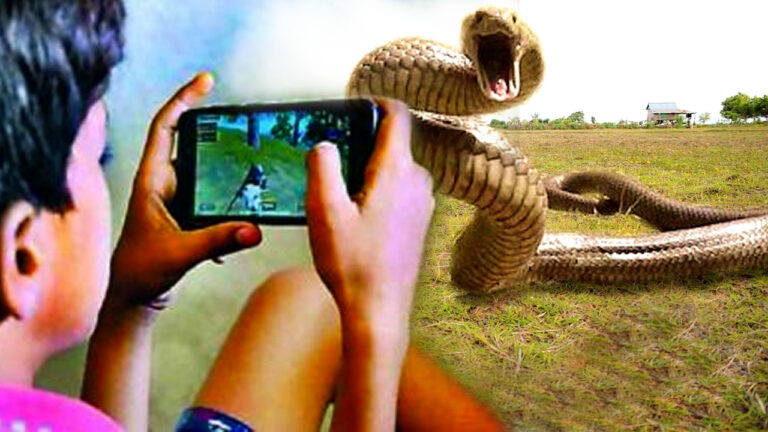 Snake Bite: పాముకాటు వేసిన గేమ్‌లో ఆడుతున్న బాలుడు.. ఆ..తరువాత..!