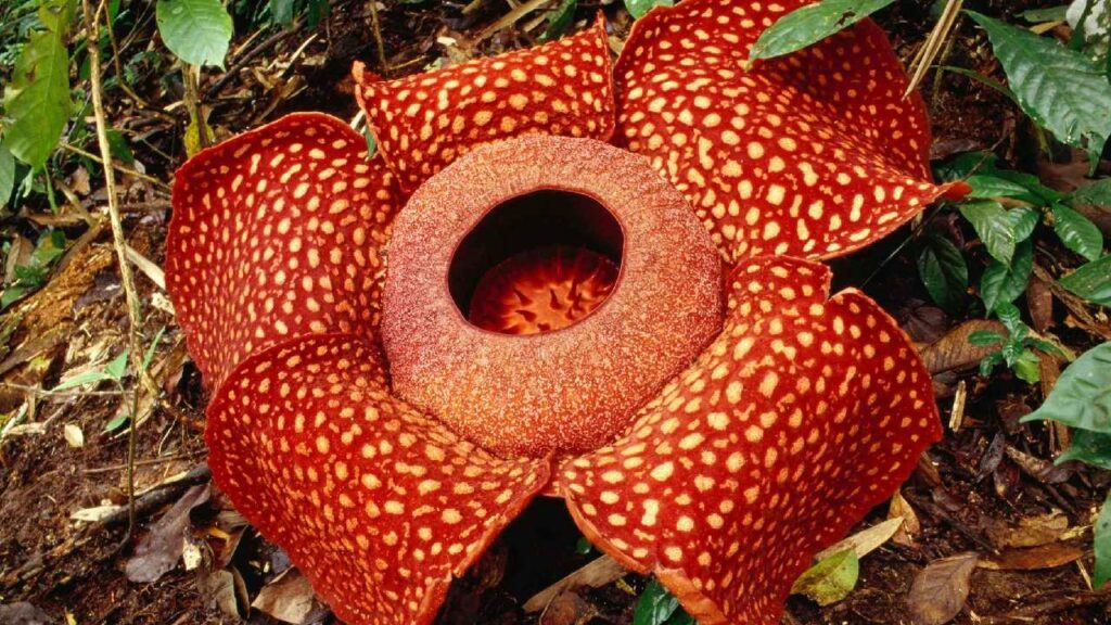 World Largest Flower (2)