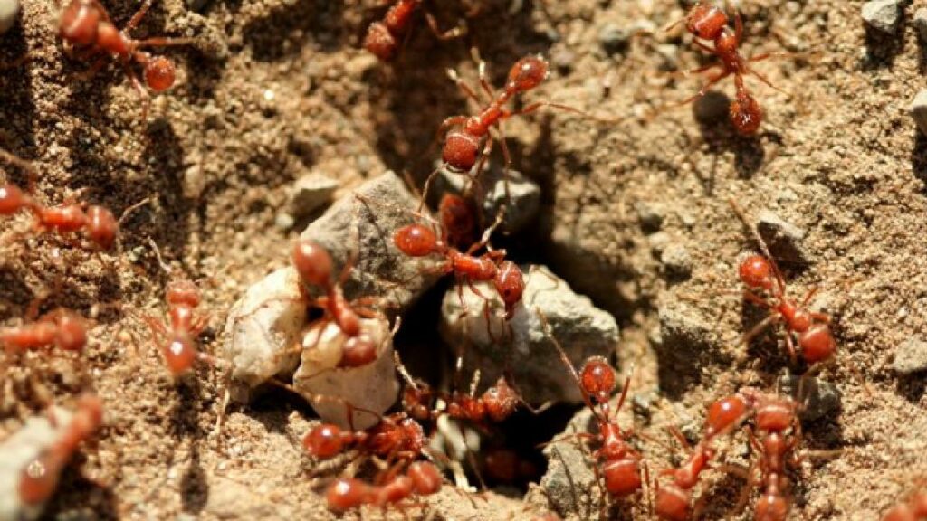 Ant Attack