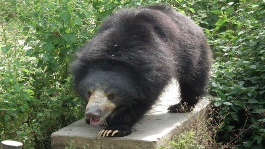 Bear Fear in Srikakulam: ఎలుగుబంటి సంచారంతో జనం హడల్