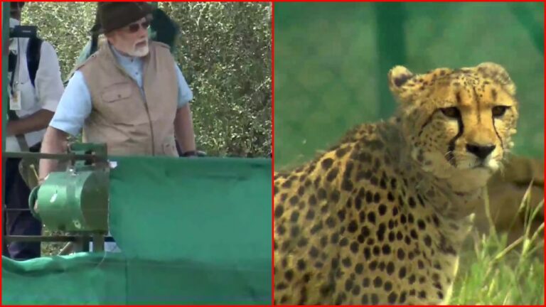 Cheetahs Release: కునో నేషనల్‌ పార్క్‌లోకి 8 చీతాలను విడుదల చేసిన ప్రధాని మోడీ