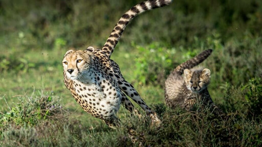 Cheetas Cominig To India