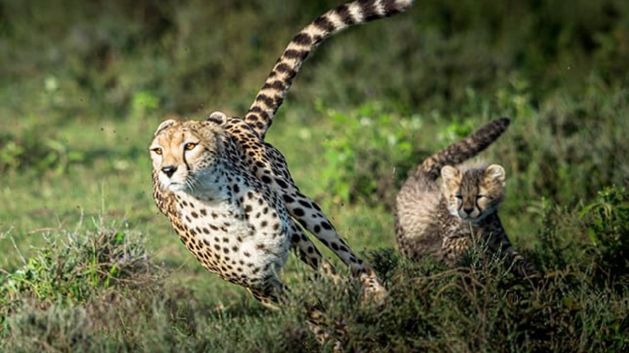 Cheetahs Coming To India: ఇండియాకు వస్తున్న చిరుతలు.. ప్రధాని మోదీ బర్త్ డే రోజు విడుదల