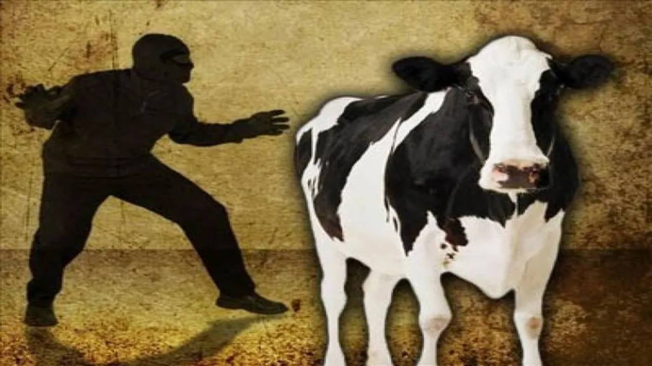 Cows Theft: అక్కడ ఆవుల్నీ వదల్లేదు కేటుగాళ్లు