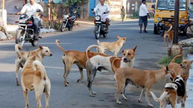 Kerala stray dog menace: కేరళలో రేబిస్‌తో 21 మంది మృతి.. వీధి కుక్కలను దారుణంగా చంపుతున్న ప్రజలు