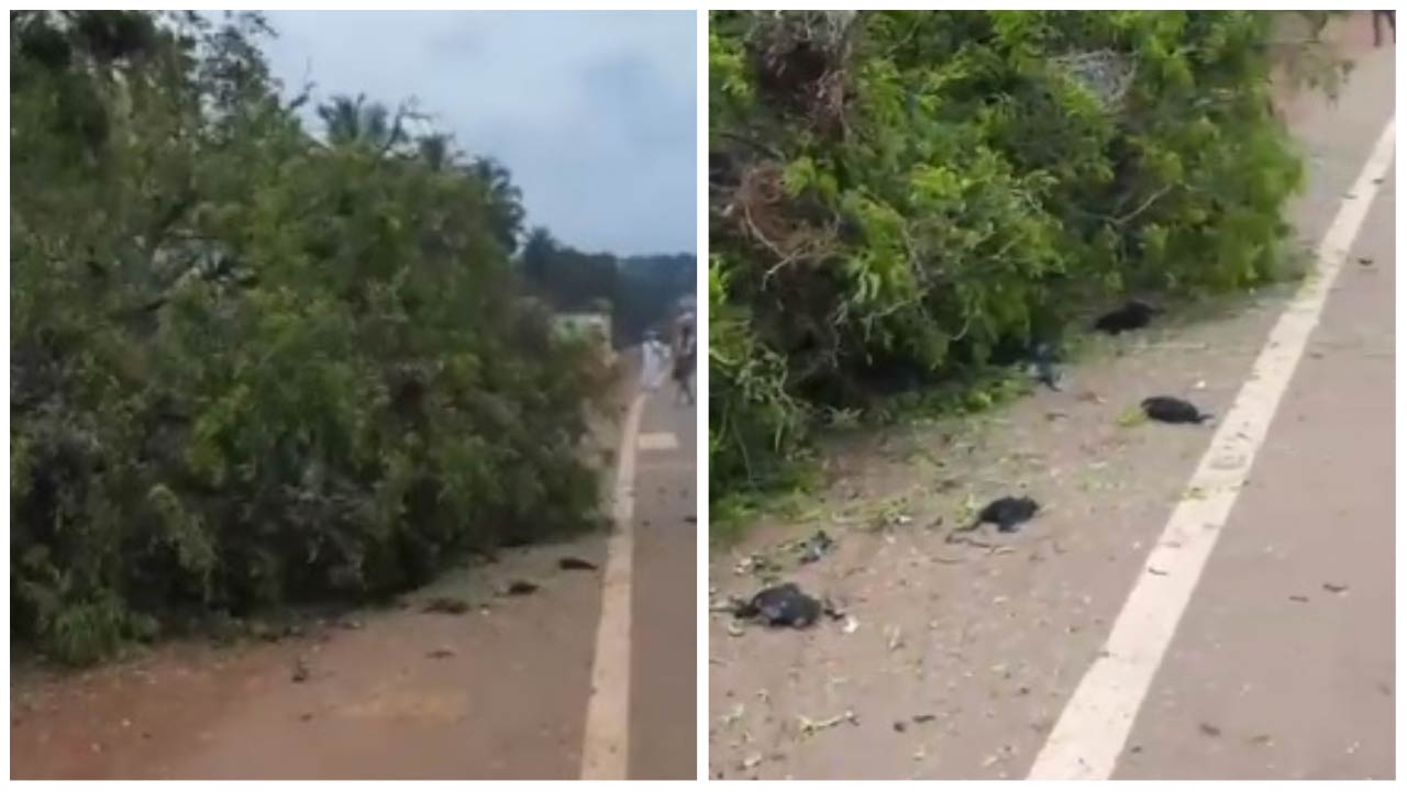 Tree Cut in Kerala: రోడ్డు విస్తరణ కోసం అధికారుల అమానుష చర్య.. విలవిలలాడిన పక్షులు..!!