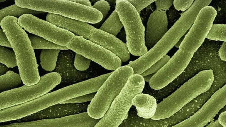 Khosta-2: రష్యన్‌ గబ్బిలాలలో మరో వైరస్‌.. ఇది మానవులకూ సోకుతుందట..