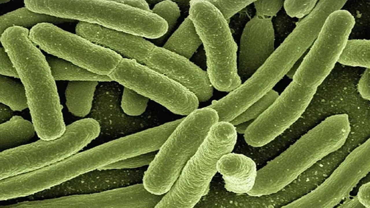 Khosta-2: రష్యన్‌ గబ్బిలాలలో మరో వైరస్‌.. ఇది మానవులకూ సోకుతుందట..