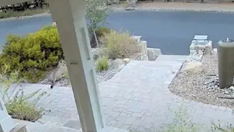 lion hiding: దారి తప్పి జనాల్లోకి వచ్చిన మృగరాజు