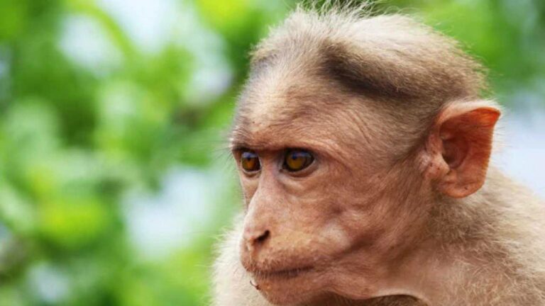 Monkeys Death: ఒడిశాలో 10 కోతుల మృతి.. ఇద్దరు ఏపీ వాసుల అరెస్ట్