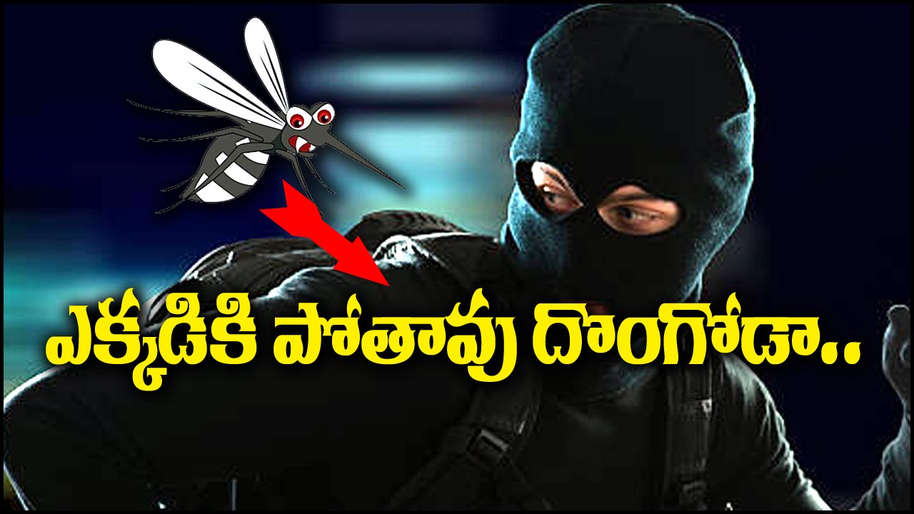 Police Caught Thief With Mosquito Help: దొంగను పట్టించిన దోమ.. ఎలాగో తెలుసా?