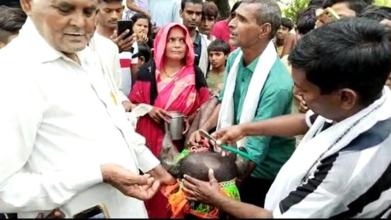 Mundan Ceremony of Calf: దూడకు గుండు కొట్టించిన రైతు.. ఎందుకో తెలిస్తే షాకవుతారు!