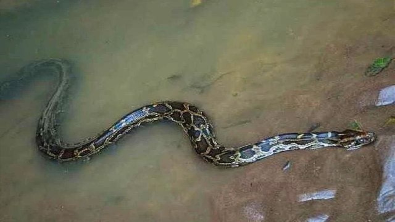 Python in Prakasam Barrage: ప్రకాశం బ్యారేజీ వద్ద కొండ చిలువ కలకలం