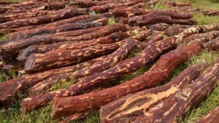 Red Sandal: ముంబై, హర్యానాల్లో భారీగా పట్టుబడ్డ ఎర్ర చందనం