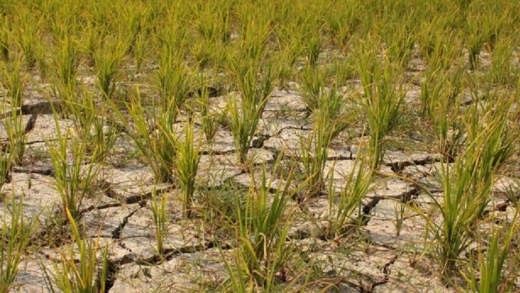 Rice Production