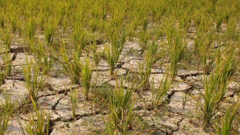 Declining Rice Production: దేశంలో తగ్గనున్న వరి ఉత్పత్తి..