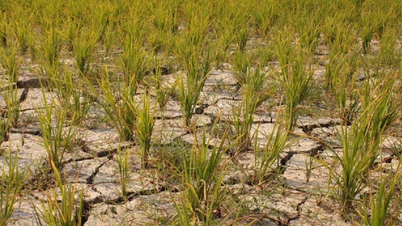 Declining Rice Production: దేశంలో తగ్గనున్న వరి ఉత్పత్తి..